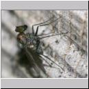 Dolichopodidae -Medetera- sp - Langbeinfliege 01a 3mm.jpg